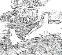 leone di mare Disegni Da Colorare Stampabili